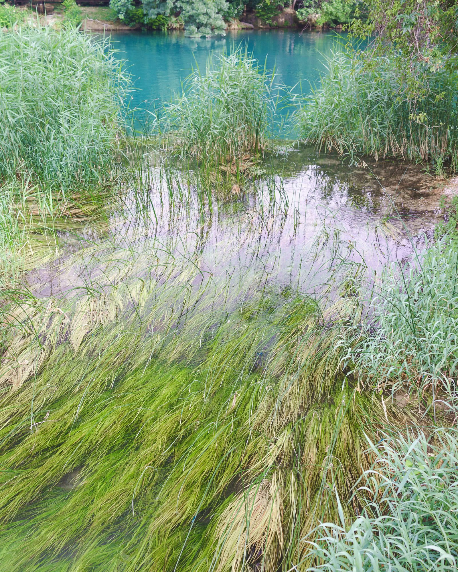 Beautiful grass and growth in the lake
