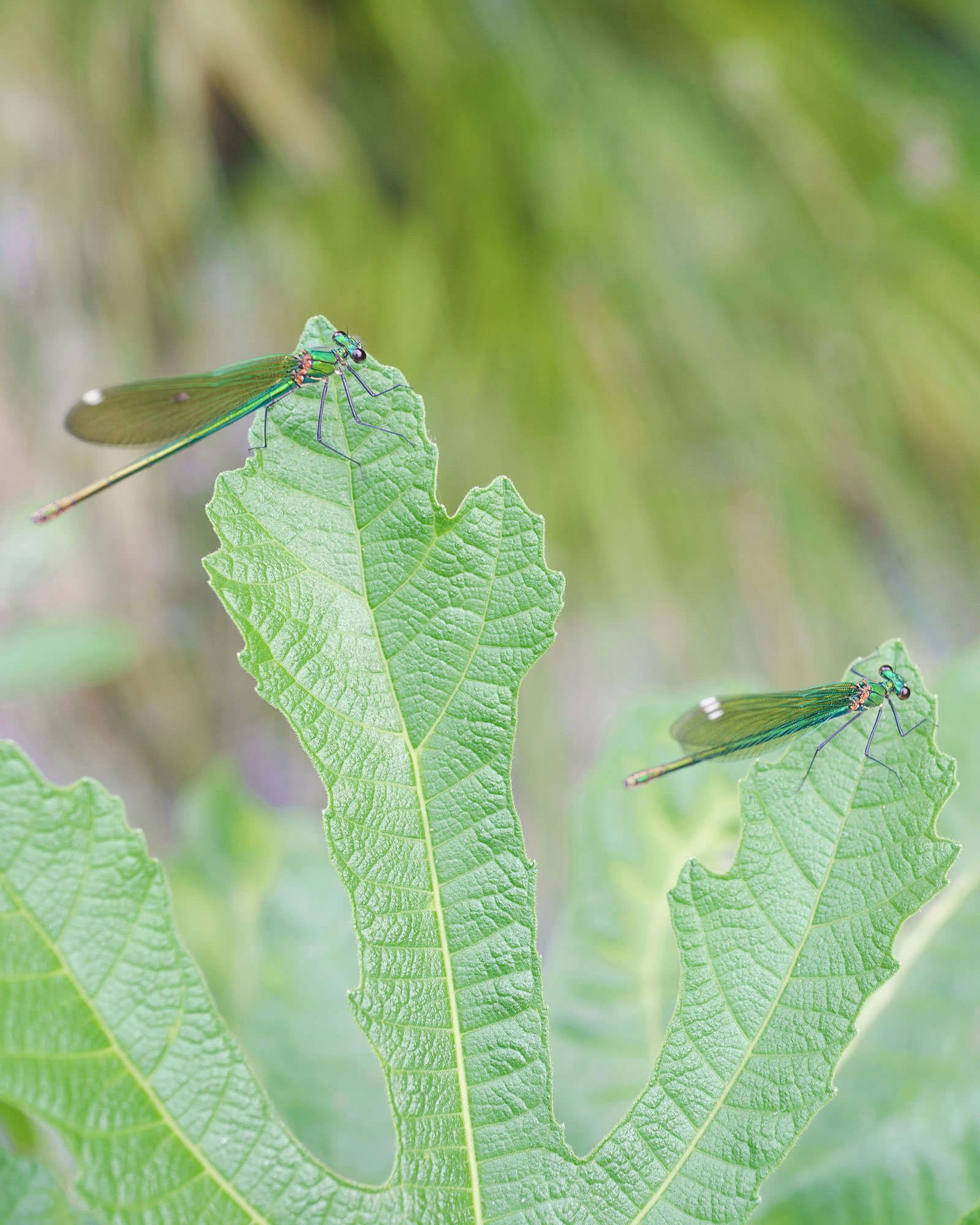Some dragonflies just chilling out