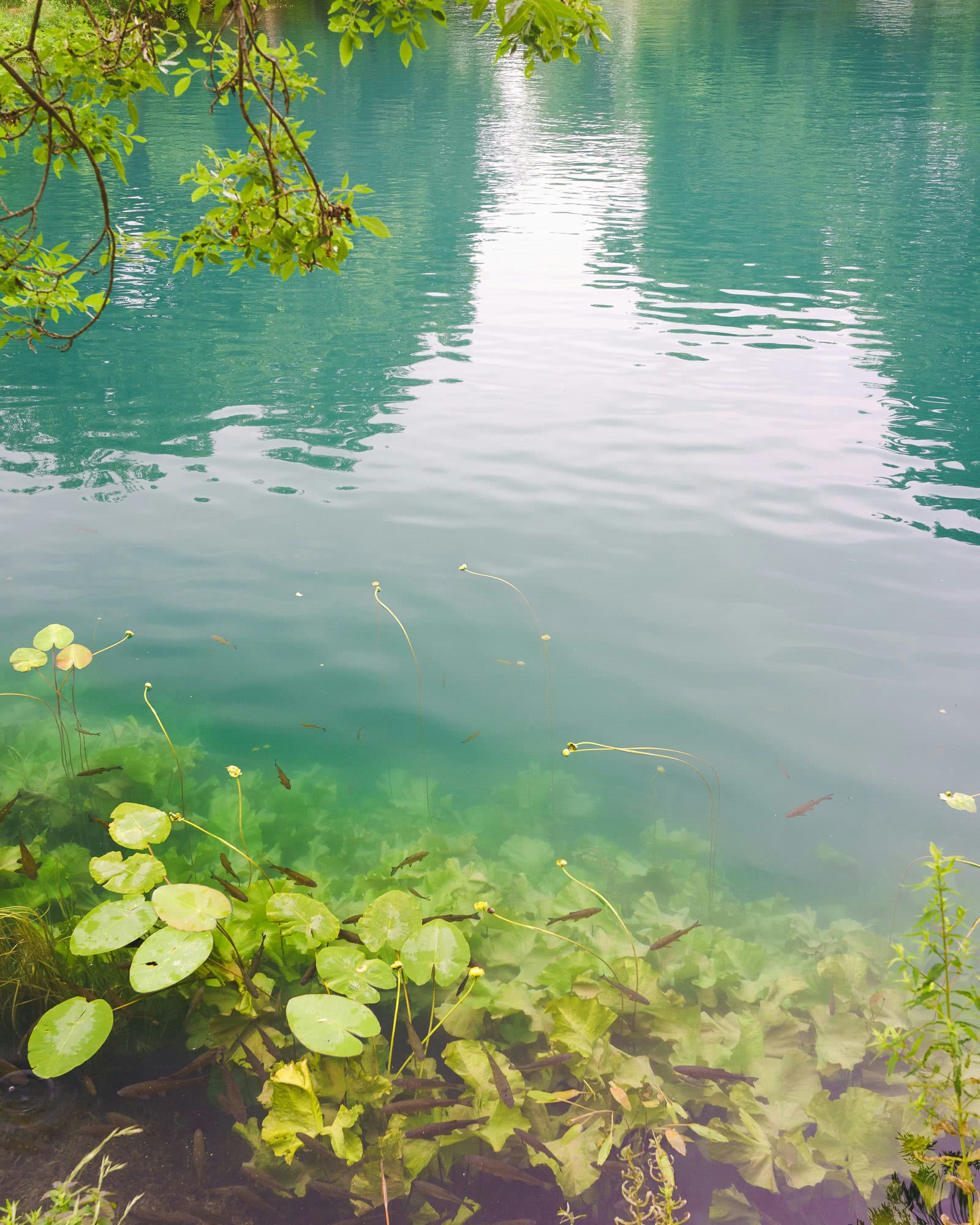 Fish in the green green waters