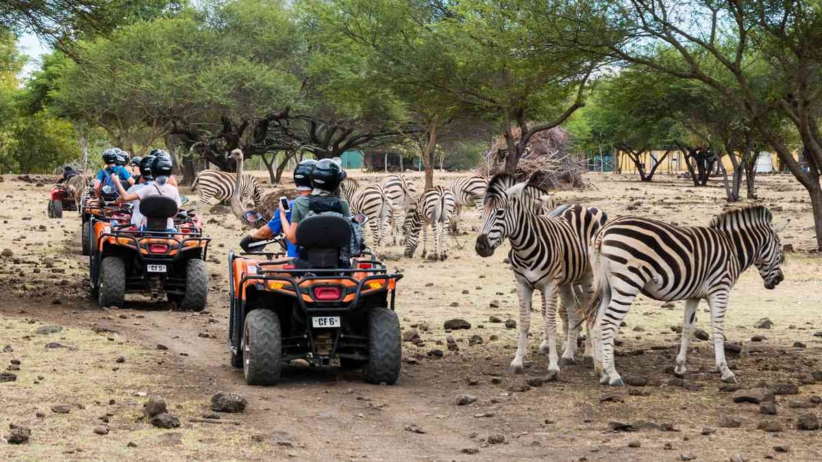 zebra animal mammal wildlife person human helmet clothing apparel