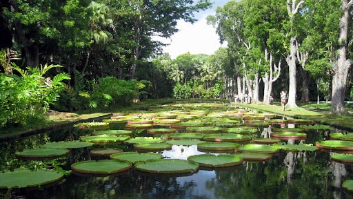 vegetation plant land outdoors nature rainforest tree water jungle flower