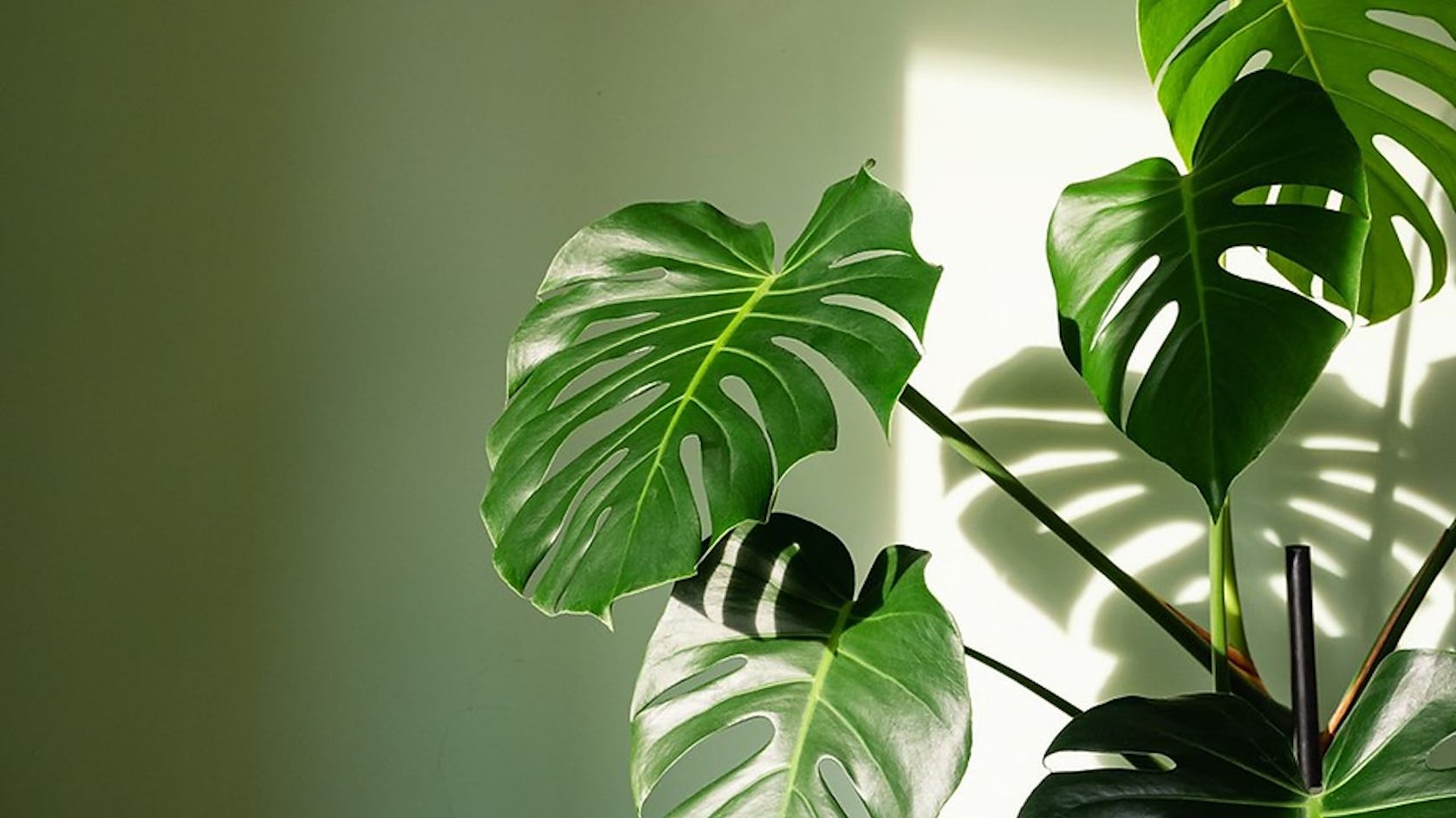 Botanical Opulence: Transform Your Space with These 5 Indoor Plants for Ultimate Serenity