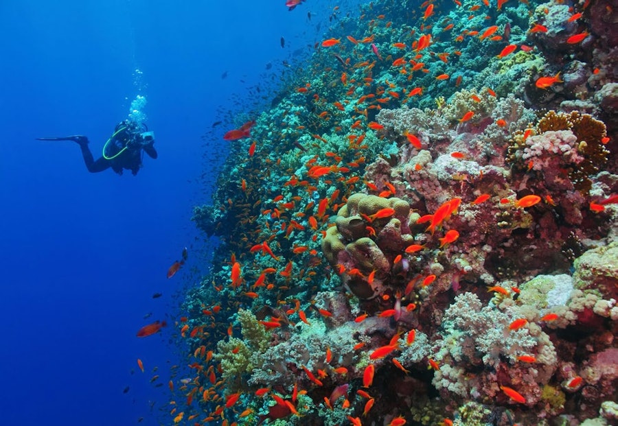 Diving the reefs off Mahé