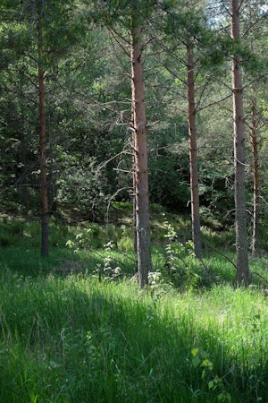 Arolasssa luonto on lähellä.
