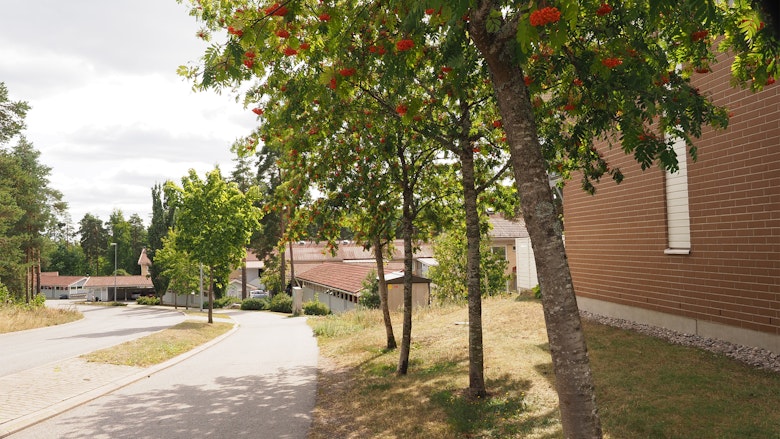 Kuvassa punatiilisiä vuokrarivitaloja rinteessä Pääskyvuoressa