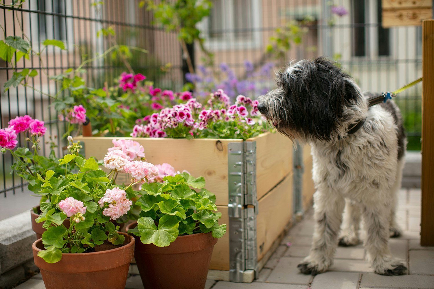 Mustavalkoinen koira ja eri sävyisiä punaisia kukkia istutuslaatikoissa.