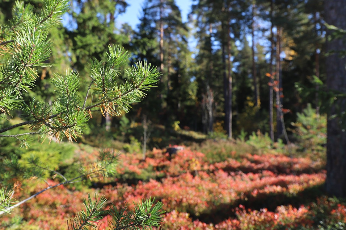 Metsämaisemaa asuntokohteen takapihalta.