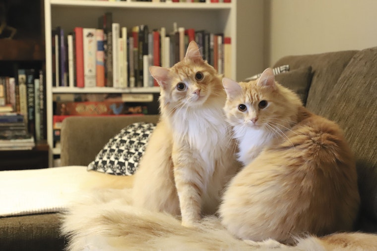 Kaksi kissaa istuu sohvalla.