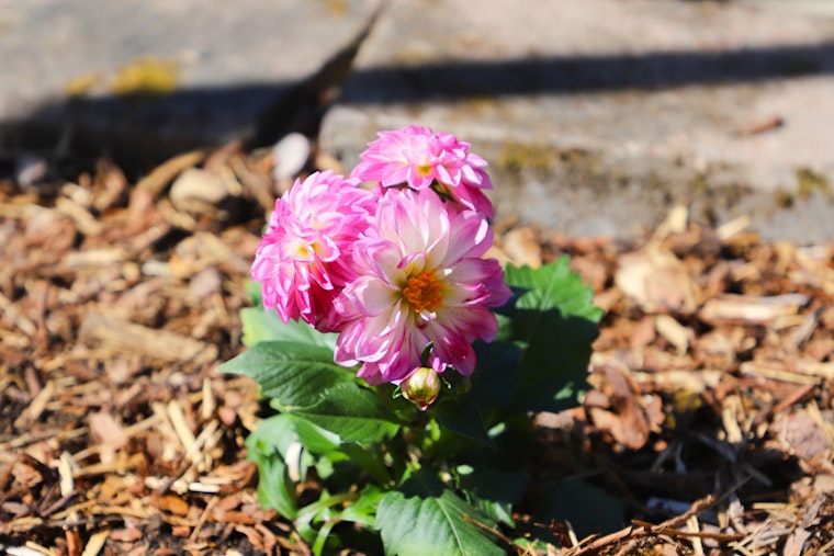Violetin värinen kesäkukka.