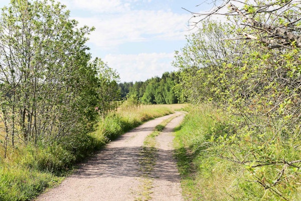 Hiekkatie, jonka reunoilla on heinäpeltoa.