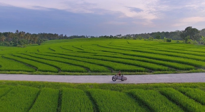 Cover Image for ONDRAHAJEK.COM SHOWREEL 2017. field,grassland,outdoors,nature,paddy field,countryside,plant,vegetation