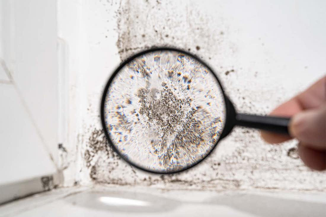 Is Black Mold Deadly?