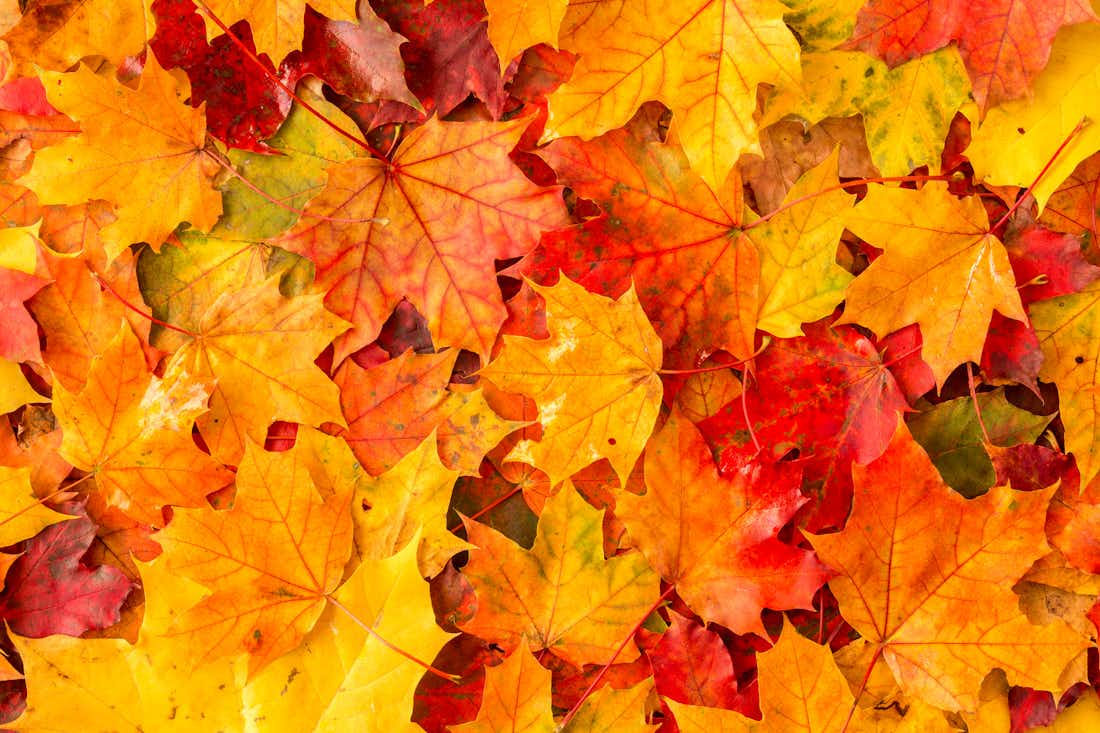  Do Fall Leaves Cause Allergies? 