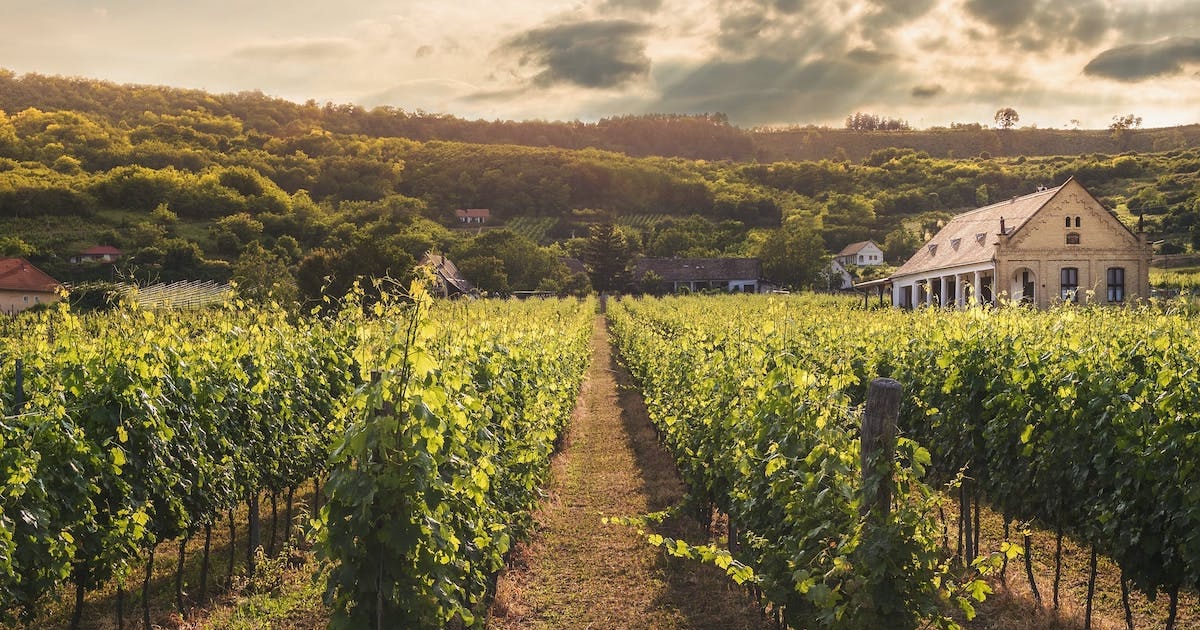 wine vineyards