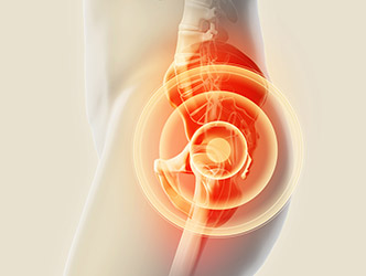 illustration of a human hip bone
