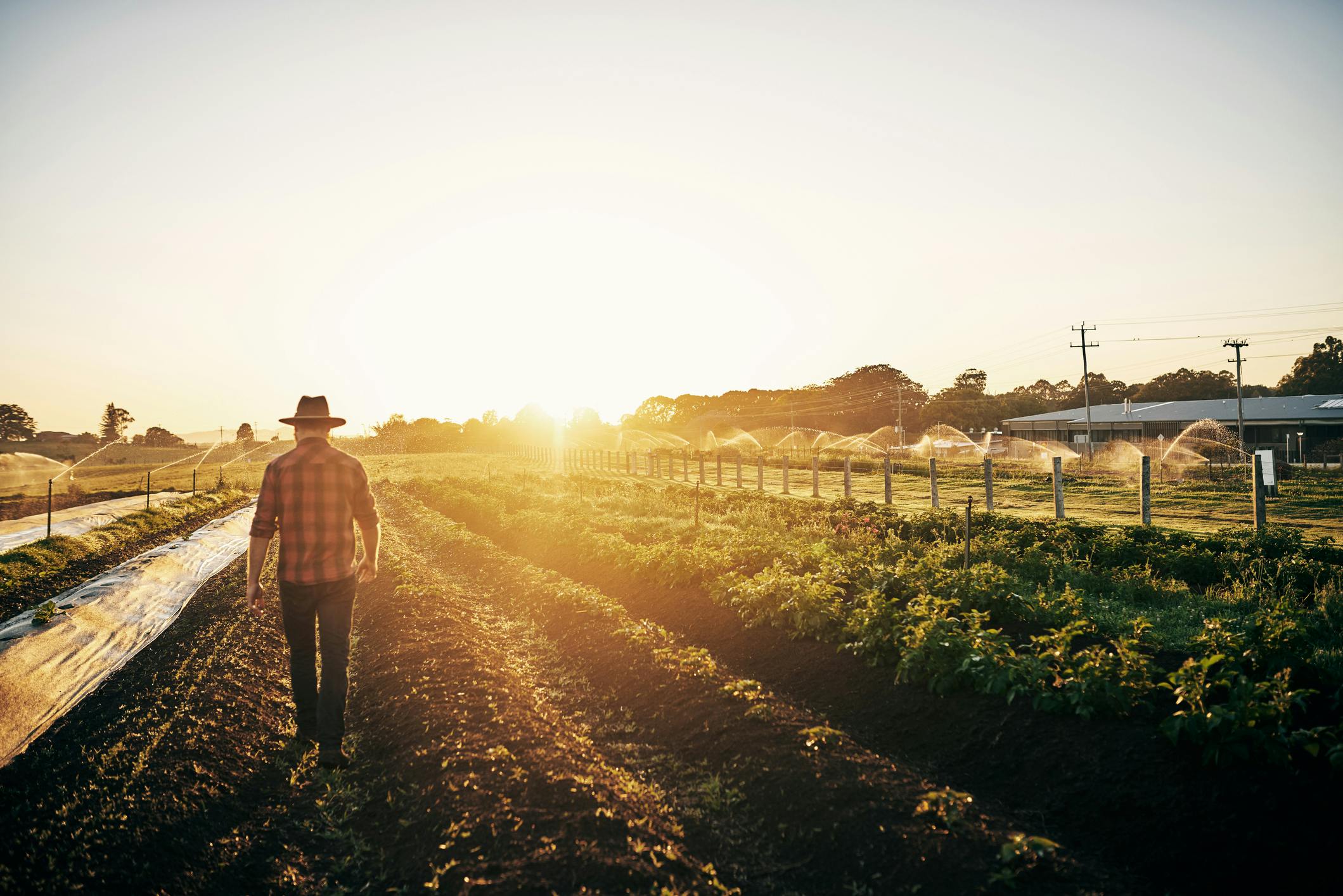 farmer walking through a field of crops at sunset