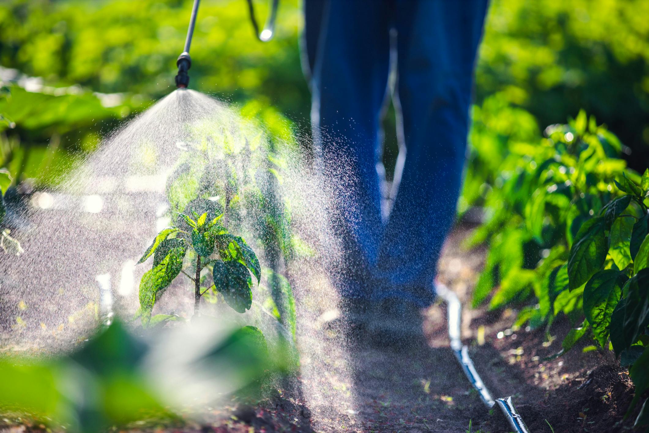 Person spraying crops