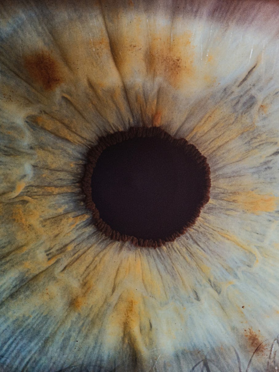 anatomy of the eye