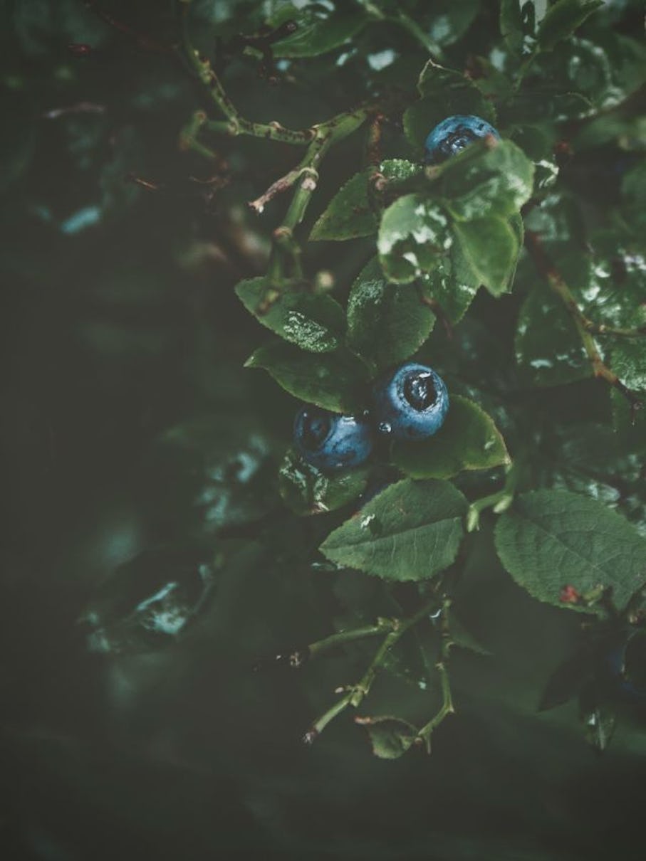 Maqui Berry - The Dry Eye Solution Maqui Berry - The Dry Eye Solution