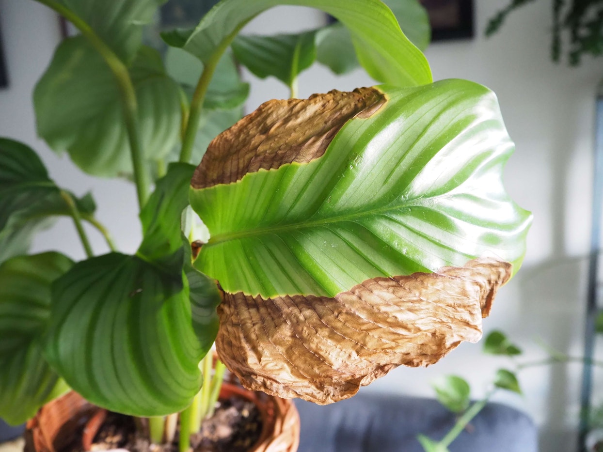 Calathea Orbifolia