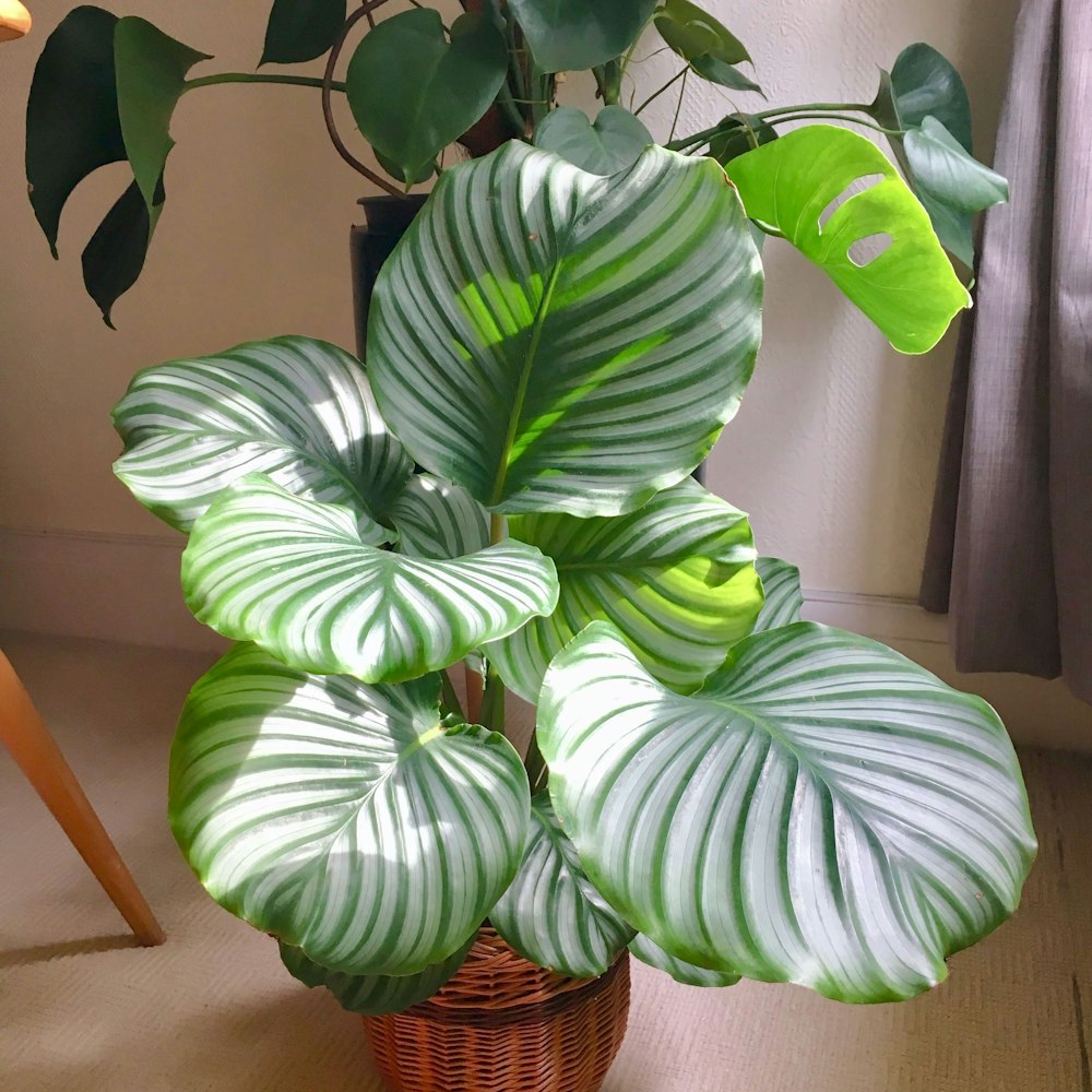 Marantaceae Care Guide | Root Houseplants