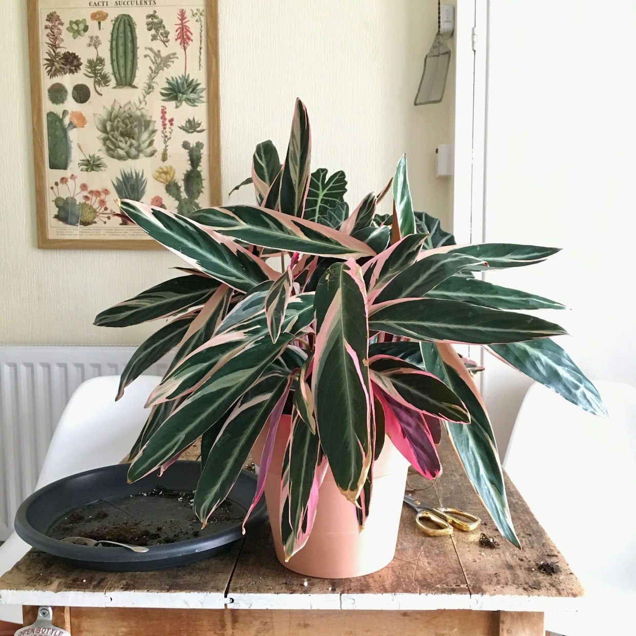 Stromanthe Sanguinea Triostar in the autumn