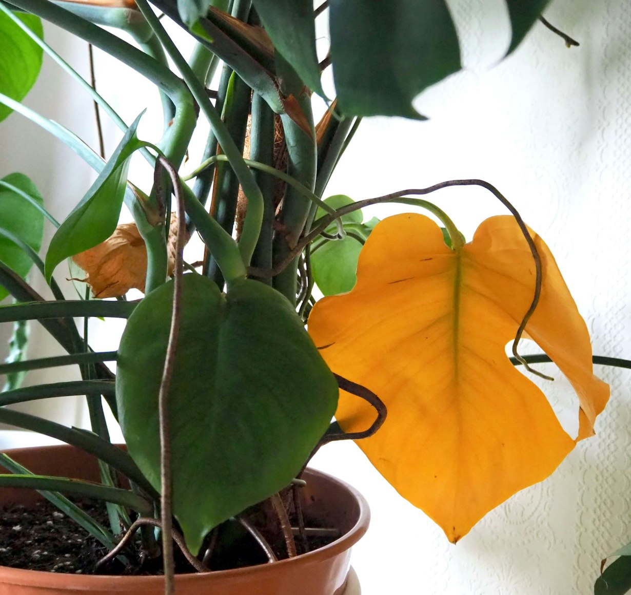 Old leaf on a Monstera