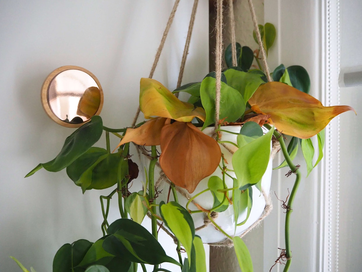 Philodendron Brasil