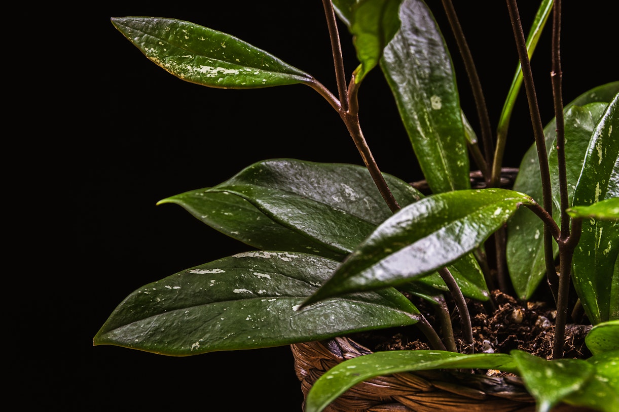 Hoya pubicalyx