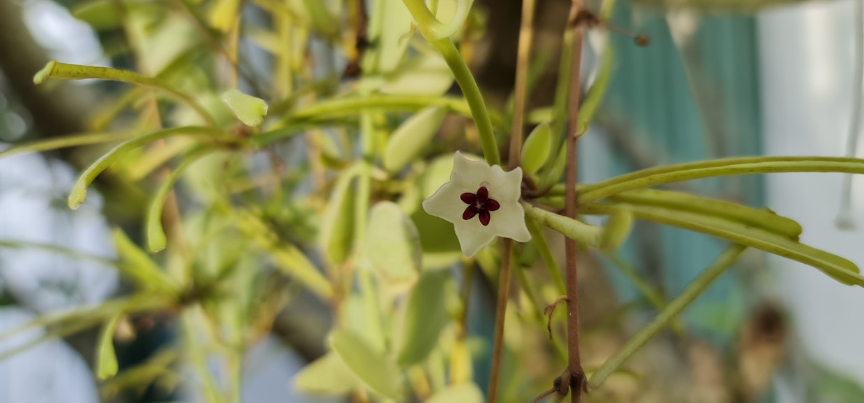 Hoya retusa