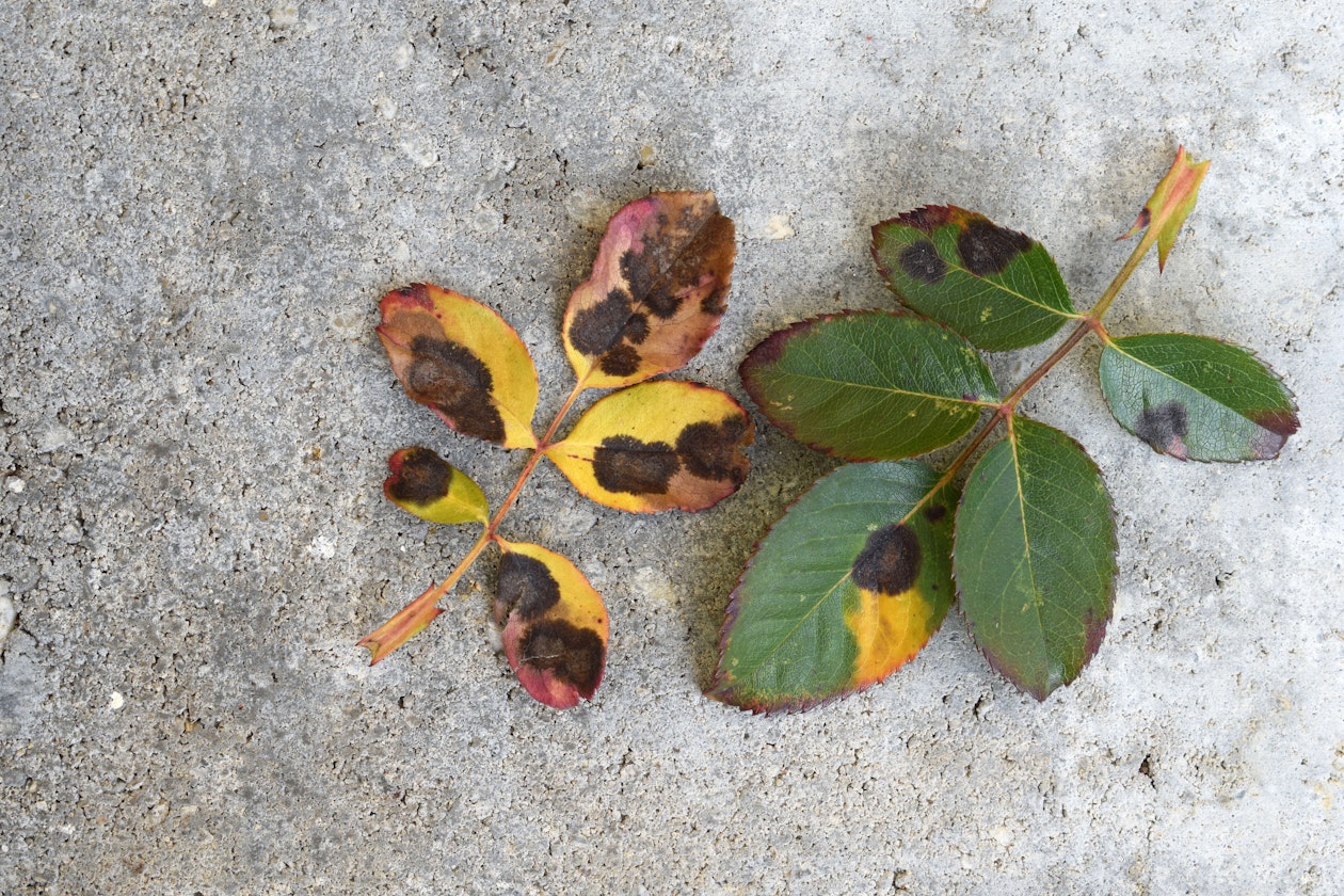 Diplocarpon rosae, a common fungal disease affecting garden roses. Displays as black lesions which eventually cause the leaf to drop.