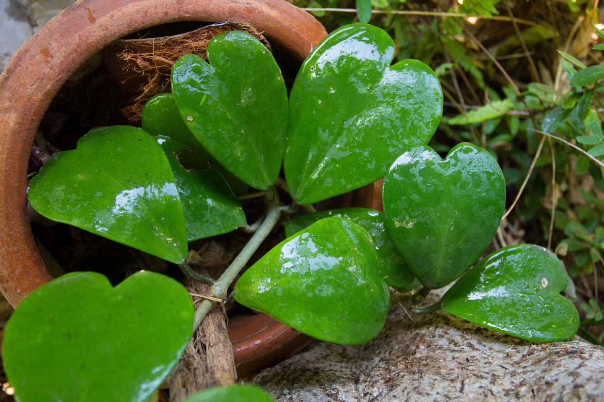 Hoya kerrii