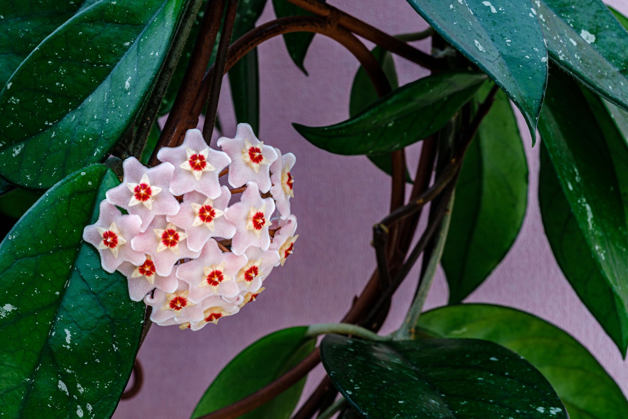 An overview of the Hoya genus and an introduction to their care