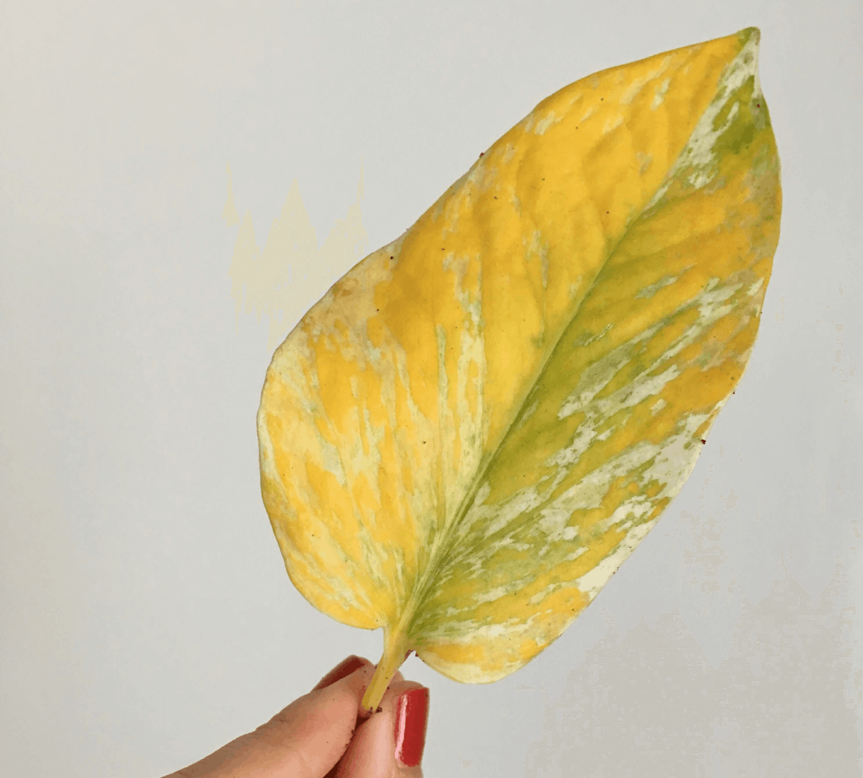 Yellow leaf