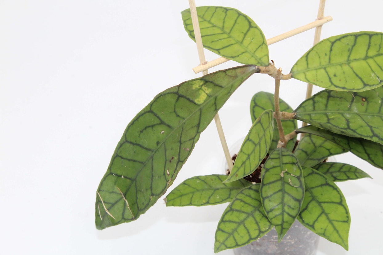 Hoya callistophylla on trellis