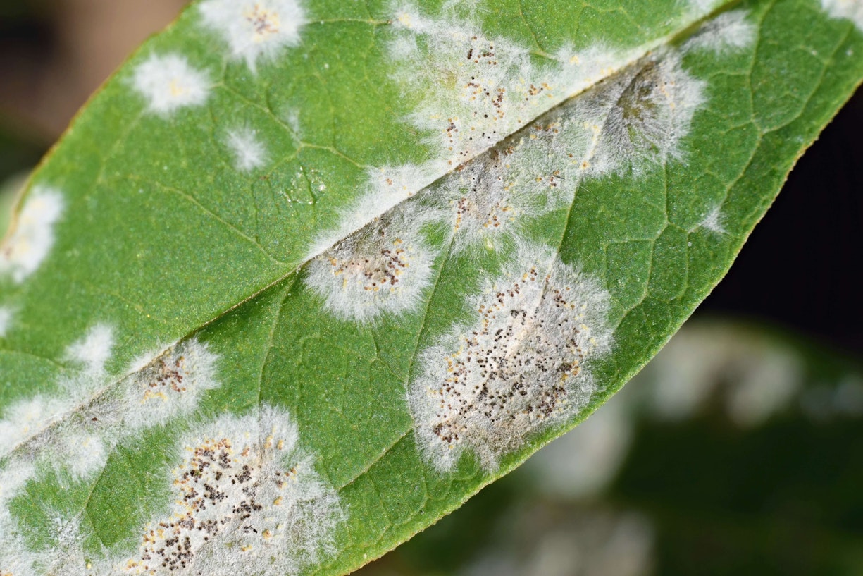 Powdery, mycelial mass forming on leaf surface