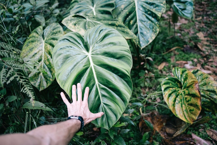 Philodendron