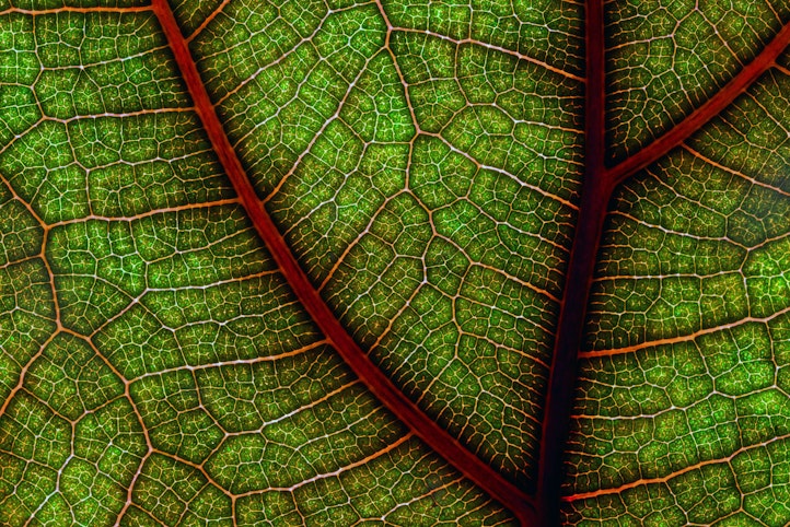 Ficus lyrata