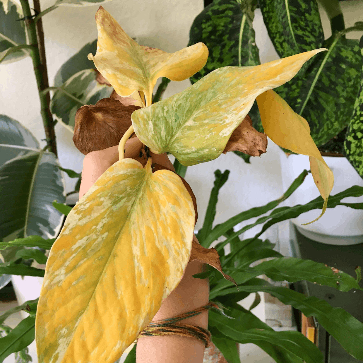 Aglaonema crispum ‘maria’ leaves