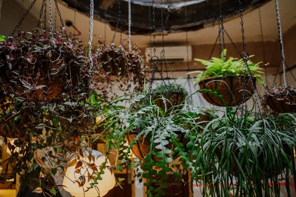 Hanging plant installation