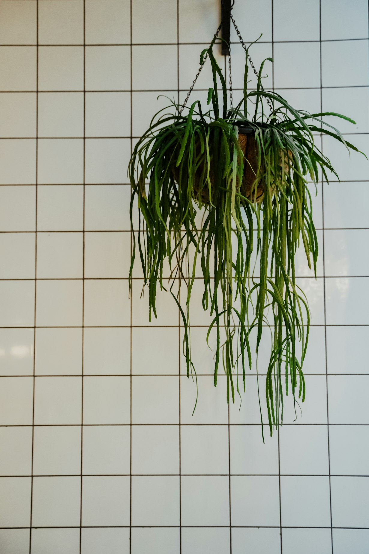 Hanging houseplant Rudys Pizza