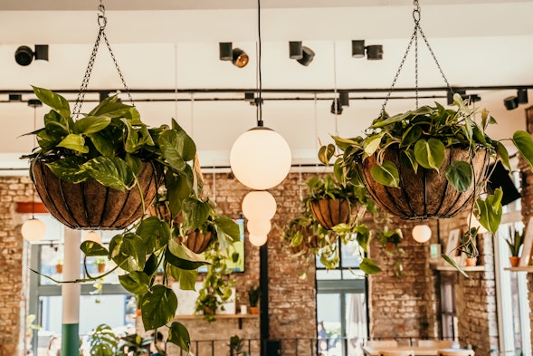 Hanging plant installation