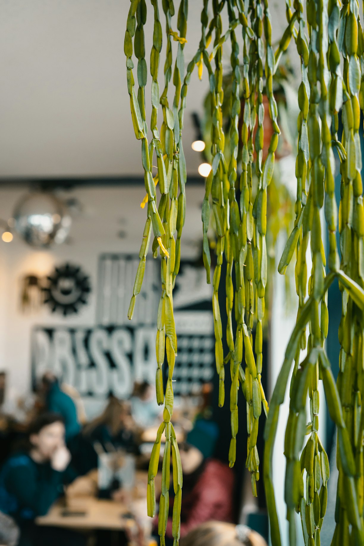 Hanging plant installation