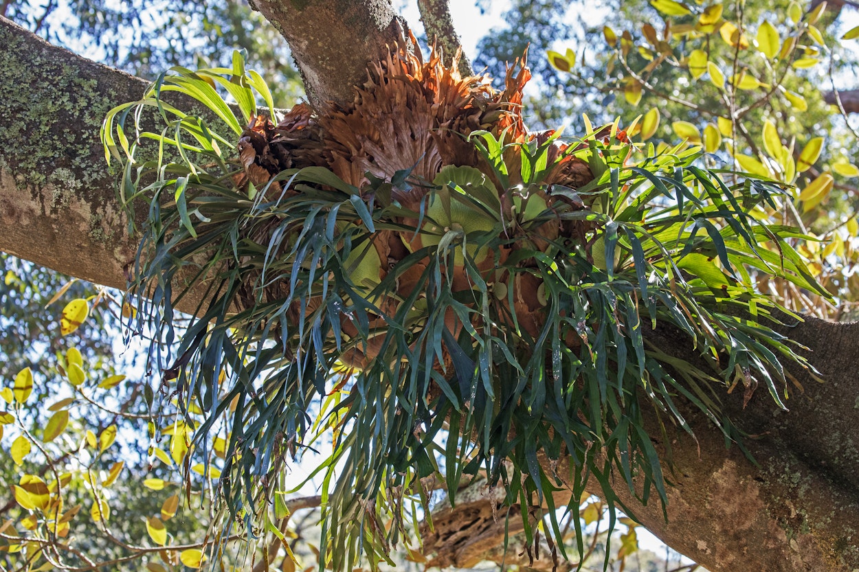 Plants in the wild