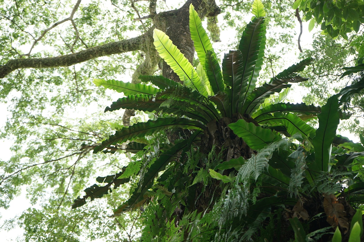 Epiphytic plants which grows on the surface of a plant or tree