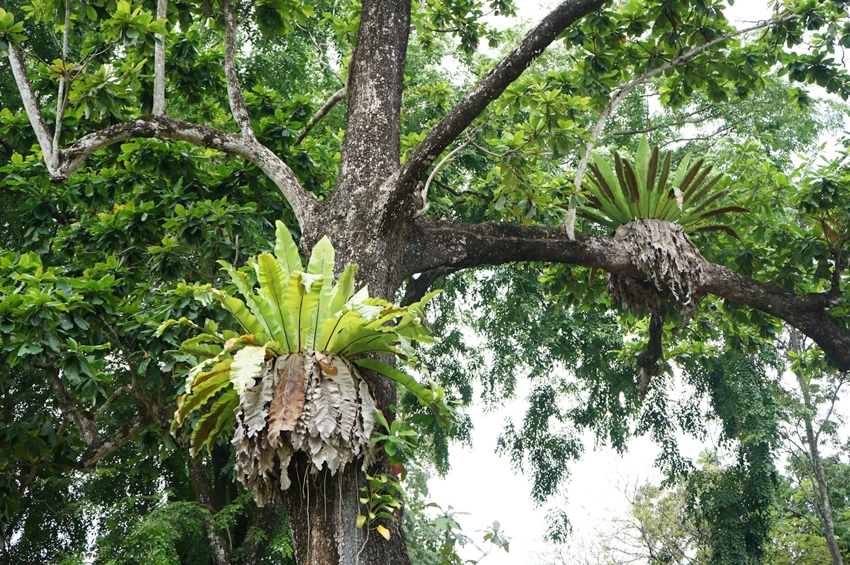 Birds Nest Fern