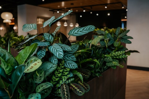 Custom commercial planting display designed to boost well-being and productivity in a corporate Manchester office.