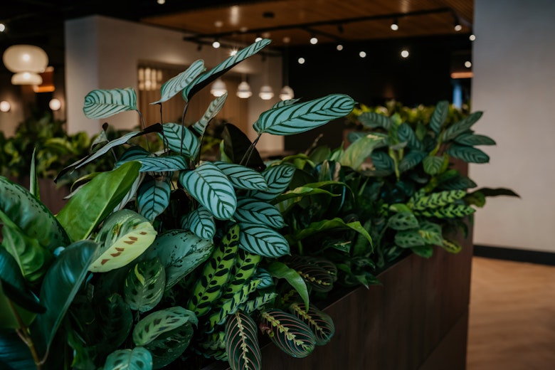 Custom commercial planting display designed to boost well-being and productivity in a corporate Manchester office.