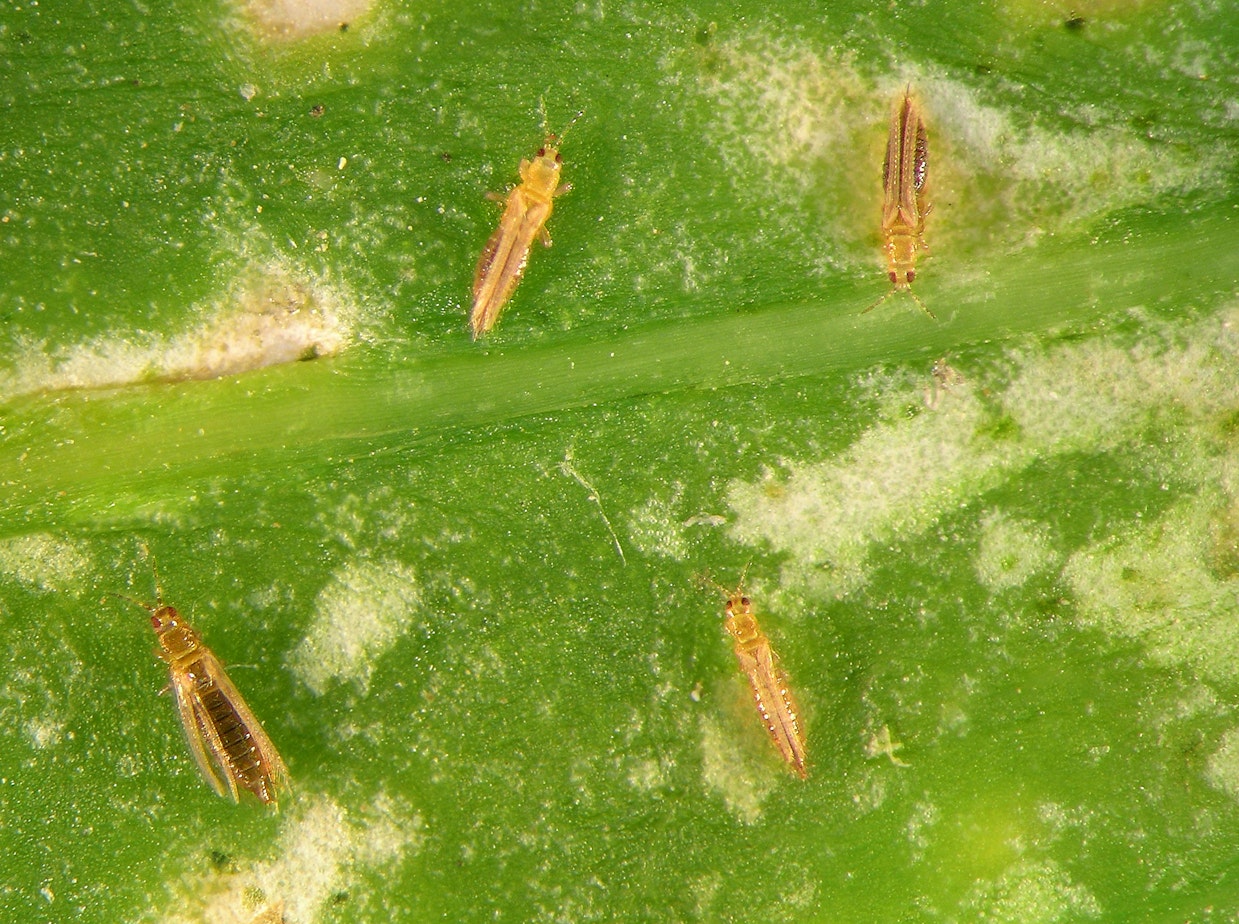 four thrips on plant