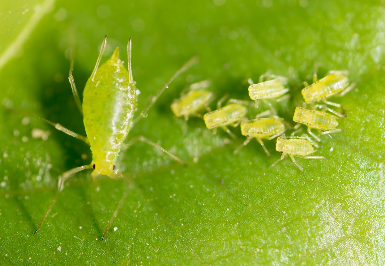 aphids on plant